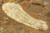 Fossil Ginkgo Leaf and Samara From North Dakota - Paleocene #262735-1